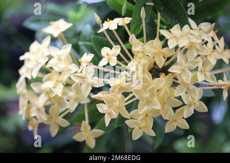 Un gros plan de belles fleurs jaunes ashoka sur un arbre dans un jardin Banque D'Images