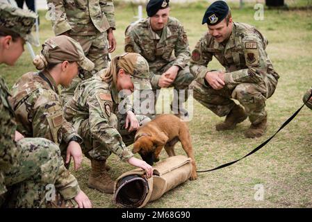 Les maîtres-chiens de travail militaires introduisent un chiot du programme de reproduction à un manchon mordant à la base commune de San Antonio-Lackland, Texas, on 19 avril 2022. L'escadron d'entraînement 341st forme des DMT et des préposés à la manutention pour l'ensemble du ministère de la Défense, ce qui améliore la létalité et la disponibilité de notre force totale. Banque D'Images