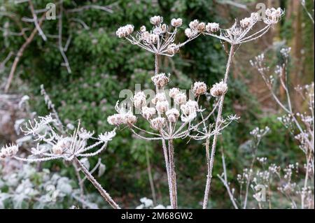 Tête de semence de persil de vache avec gel d'hiver, anthriscus sylvestris Banque D'Images