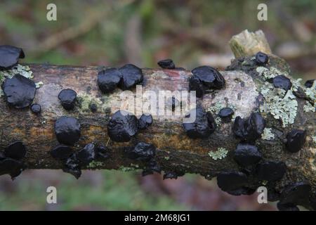 Les gâteaux du roi Alfred (Daldinia concentrica) sont un champignon qui pousse sur le bois mort Banque D'Images