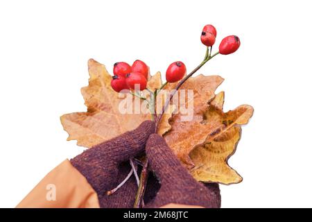 Une femme en gants tricotés tient des feuilles congelées et des baies rouges recouvertes de glace du premier gel, isolées sur un fond blanc Banque D'Images