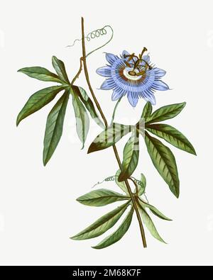 Vintage fleur bleue passionflower vecteur Illustration de Vecteur