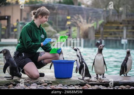 Londres, Royaume-Uni. 3rd janvier 2023. Les pingouins Humboldt sont comptés lors du bilan annuel des animaux au zoo de Londres ZSL. Credit: Guy Corbishley/Alamy Live News Banque D'Images