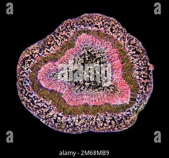 Vigne Vitis vinifera, tige TS. photomicrographe à fond noir Banque D'Images