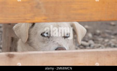 Chien de travail Husky d'Alaska en fourrure marron pâle vu à travers un espace étroit dans la clôture pour se concentrer sur les yeux bleu pâle perçant pendant qu'il attend de commencer le travail Banque D'Images