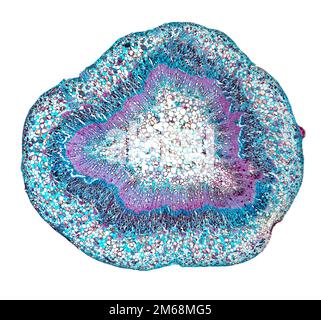 Vigne Vitis vinifera, tige TS. Banque D'Images