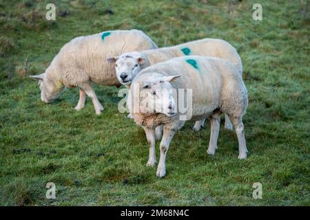 Début janvier, les moutons Texel (tups) sont gardés ensemble comme un petit groupe après leur utilisation pendant la saison de reproduction d'automne. Banque D'Images