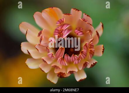 Marigold stellata Banque D'Images