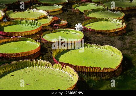 Nénuphar géant Victoria amazonica regia au jardin botanique Sir Seewoosagur Ramgoolam à Pampelemousses, Maurice Banque D'Images