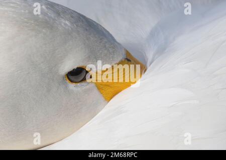 Un cygne blanc en boucles serrées et place le bec sous l'aile pour se reposer, de sorte que seule une petite partie du bec jaune est visible tout en gardant les yeux ouverts Banque D'Images