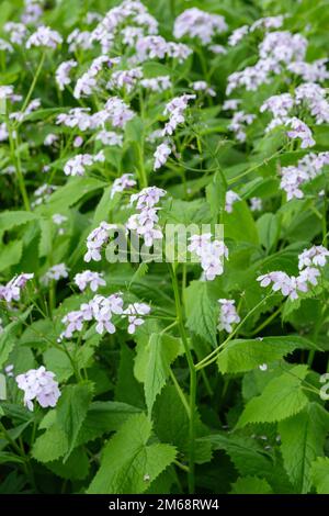 L'honnêteté vivace, Lunaria rediviva, fleurs pâles de mauve à la fin du printemps Banque D'Images