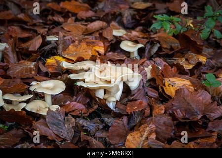 Champignons magiques de psilocybine en pleine forêt. Concept de composé naturellement psychoactif et hallucinogène. Banque D'Images