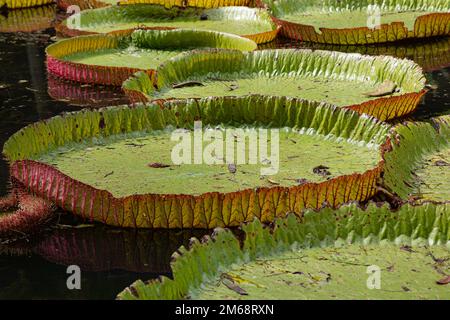 Nénuphar géant Victoria amazonica regia au jardin botanique Sir Seewoosagur Ramgoolam à Pampelemousses, Maurice Banque D'Images