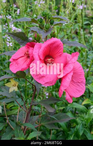 Hibiscus moscheutos Planet Griotte Tangri, Swamp Rose Mallow Tangri Banque D'Images