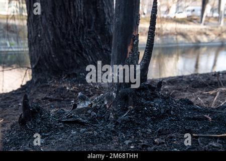 Berlin, Allemagne. 03rd janvier 2023. Des buissons et des arbres noircis par la suie sont vus après un incendie à Kreuzberg. Un homme sans abri est mort dans un incendie là tôt ce matin. Credit: Paul Zinken/dpa/Alay Live News Banque D'Images