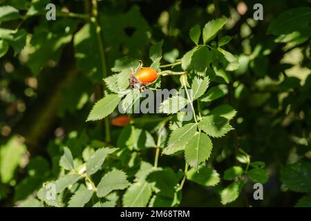 Rosa canina. Photo d'arbustes de rosehip dans la nature lors d'un automne ensoleillé Banque D'Images
