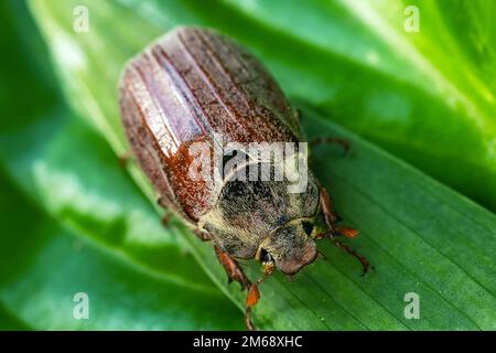 Cockchafer commun, Melolontha melolontha Beetle, reposant sur l'herbe. Faune et flore scène de la nature en Europe Banque D'Images