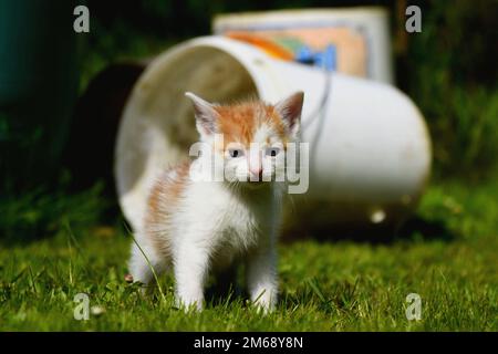 Petit chaton jouant dehors sur le soleil Banque D'Images