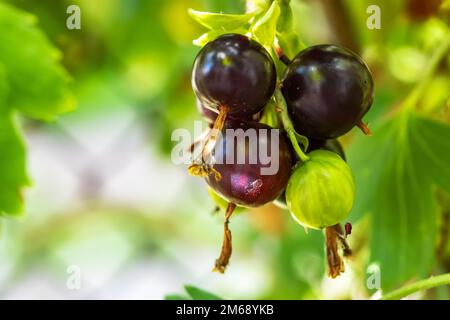 Le jostaberry. Ribes nididrolaria. hybride de cassis et de groseilles à maquereau dans le jardin. Branche avec baies mûres de près. Banque D'Images