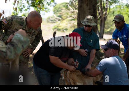 Les membres du service de la Force opérationnelle interarmées-Bravo aident à diriger une vache 20 avril 2022, à Cane, au Honduras. Des spécialistes des soins aux animaux, des membres de l'équipe des affaires civiles et des bénévoles de l'élément médical de JTF-Bravo ont vacciné plus de 500 bovins en trois jours pour les agriculteurs locaux, ce qui a permis de réduire le taux de mortalité du troupeau d'environ 50 % à 15 %. Les vaccinations fournies par ce partenariat avec le ministère de l'Agriculture du Honduras et la base aérienne de Soto Cano créent une meilleure qualité de vie pour le bétail ainsi que la stabilité alimentaire pour la communauté. Banque D'Images