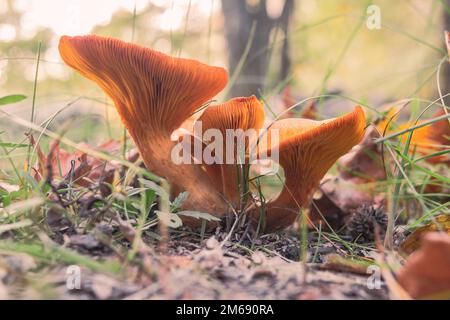 Les champignons omphalotus olearius qui poussent dans la forêt Banque D'Images