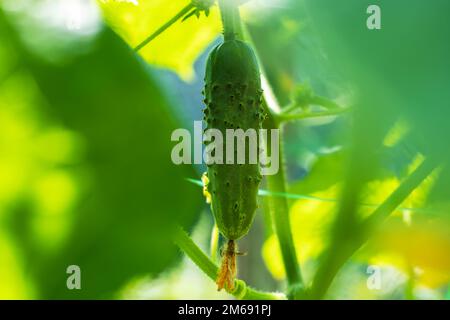 Jeune plant de concombre concombre de fleurs de fleurs. La culture des concombres dans les champs. Plantation de légumes. De plus en plus d'aliments biologiques. Recommande vivement les concombres Banque D'Images
