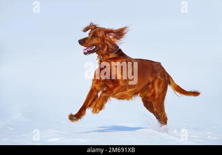 Chien de chasse rouge irlandais lors de la marche d'hiver. Image horizontale d'hiver en extérieur. Banque D'Images