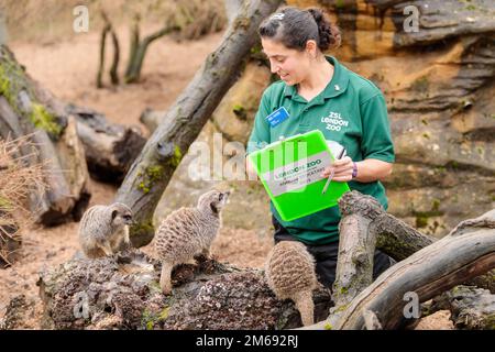 ZSL London Zoo, Royaume-Uni. 3rd janvier 2023. Les zookeepers du zoo de Londres ZSL commencent à compter les animaux au bilan annuel du zoo. Le gardien, Veronica Heldt, compte les Meerkats du zoo. Une exigence du permis du zoo de Londres ZSL, l’audit annuel nécessite près d’une semaine aux gardiens et les informations sont partagées avec d’autres zoos du monde entier via une base de données appelée Species360, où elles sont utilisées pour aider à gérer les programmes mondiaux de reproduction de conservation pour les animaux en danger. Photo par Amanda Rose/Alamy Live News Banque D'Images