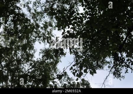 Sommet d'arbres contre le ciel, un jour d'été. Photo prise sur les rives du lac Uvildy, région de Chelyabinsk, Russie. Banque D'Images