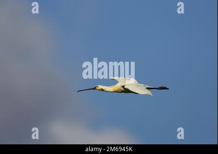 Loeffler en vol Banque D'Images