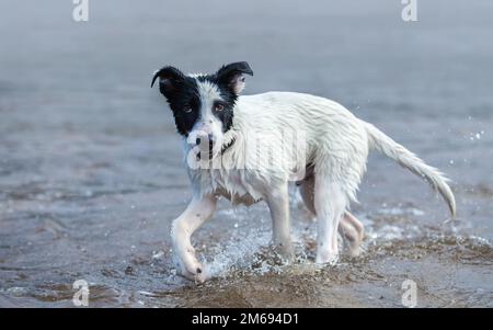 Chiot de chien mixte jouant dans l'eau. Composition horizontale. Banque D'Images