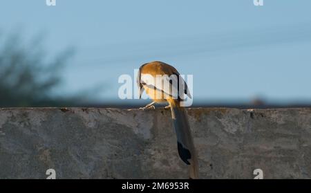 Belle image de gros plan d'oiseau rufous assis dans une maison avec un arrière-plan flou et une mise au point sélective. Portrait de trépie rufous. Banque D'Images