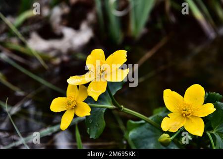 Fleur jaune au soleil Banque D'Images
