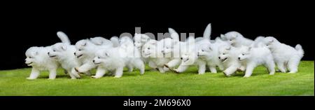 Beaucoup de chiots de chien Samoyed courant sur l'herbe verte. Arrière-plan noir. Banque D'Images