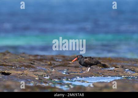 Oystercatcher (Haematopus ater) sur la rive rocheuse de l'île Carre dans les îles Falkland. Banque D'Images