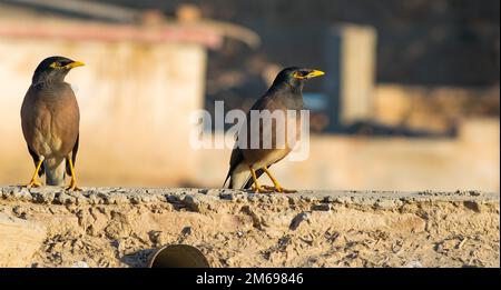 Gros plan d'un oiseau de myna commun assis dans une maison avec un arrière-plan flou et une mise au point sélective. Portrait d'un oiseau étoilé. Banque D'Images