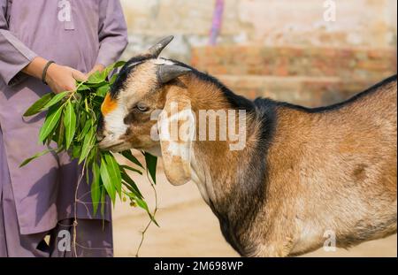 Gros plan d'une chèvre domestique mangeant de l'herbe verte. Une chèvre brune mangeant de l'herbe. Banque D'Images