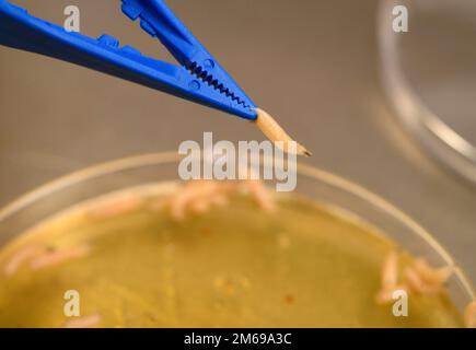 La fabrication de la thérapie de débridement larvaire ou de la mouche utilisée pour le traitement des plaies. Banque D'Images