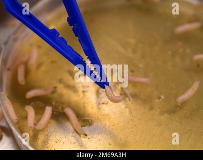 La fabrication de la thérapie de débridement larvaire ou de la mouche utilisée pour le traitement des plaies. Banque D'Images