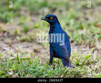 Un grand Starling à oreilles bleues (Lamprotornis chalybaeus) avec ses plumes bleues d'égrenage. Parc national Kruger, Afrique du Sud. Banque D'Images