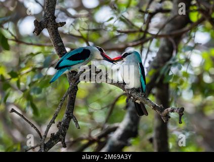 Un Kingfisher des forêts (Halcyon senegalensis) en nourrissant un autre. Parc national Kruger, Afrique du Sud. Banque D'Images