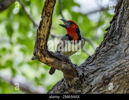 Un barbet à collier noir (Lybius torquatus) appelant une succursale. Parc national Kruger, Afrique du Sud. Banque D'Images