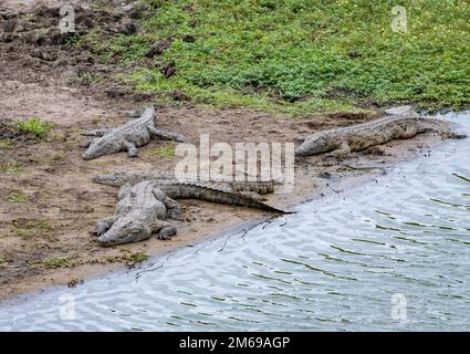 Crocodiles du Nil (Crocodylus niloticus) reposant sur une rive. Parc national Kruger, Afrique du Sud. Banque D'Images