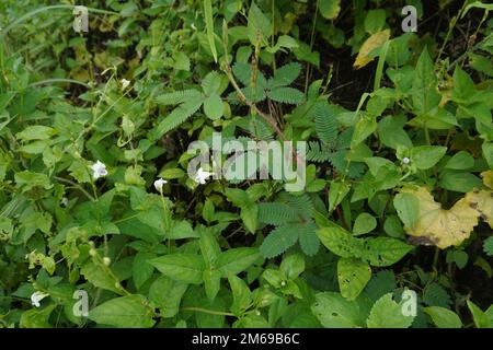 Mimosa pudica fleur ou putri malu en indonésie semble très belle parmi les feuilles et les épines. De belles fleurs le matin parmi les buissons. Banque D'Images