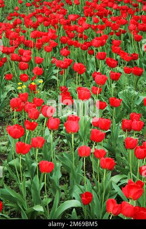 Série des textures naturelles (tulipes rouges) Banque D'Images