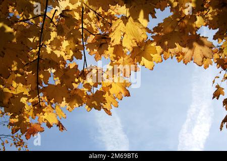 Dessus jaune d'un érable sur fond de ciel Banque D'Images