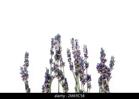 Fleurs de lavande isolées sur blanc. Bouquet de lavande. Composition des fleurs. Cadre en fleurs de lavande fraîches sur fond blanc. Lavande, bac floral Banque D'Images