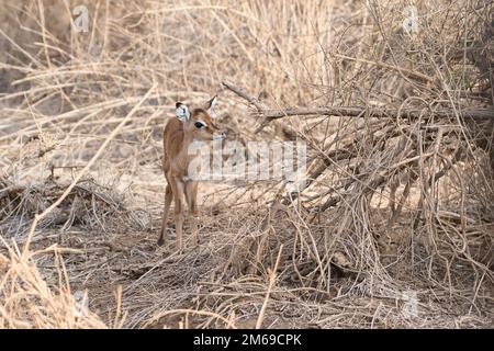 Impala (Aepyceros melampus), jeune veau. la mère patait à proximité. Banque D'Images