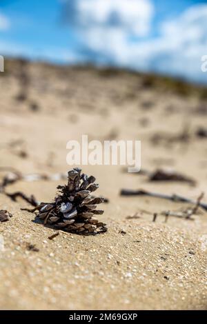 cône de pin décomposé sur sable gros plan Banque D'Images
