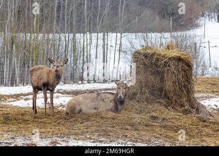 Beau jeune couple de Pere David et de cerf rouge se reposant près d'une balle de foin dans un champ avec de la neige, de l'herbe sèche et de la mousse en hiver froid Banque D'Images